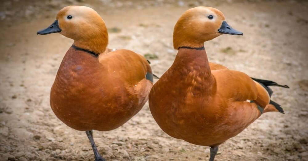 双子の鴨