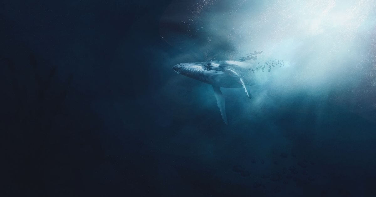 深海を泳ぐクジラ