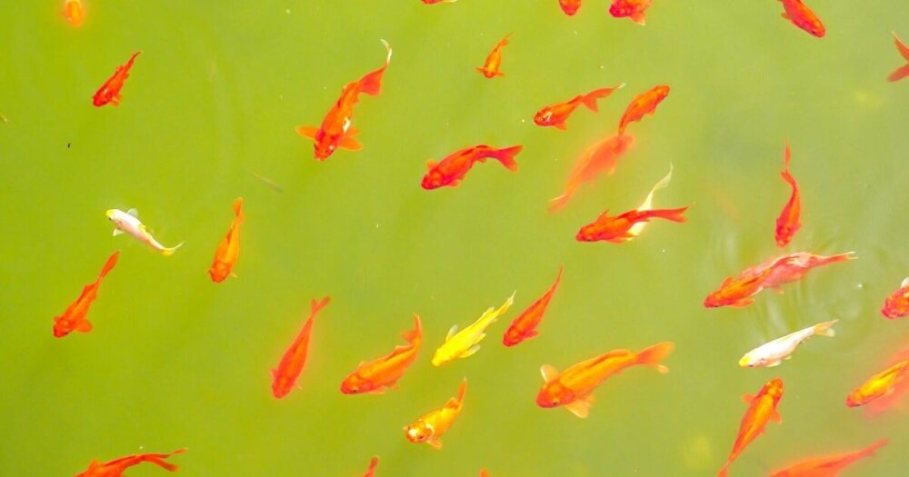 金魚の群れが泳いでいる