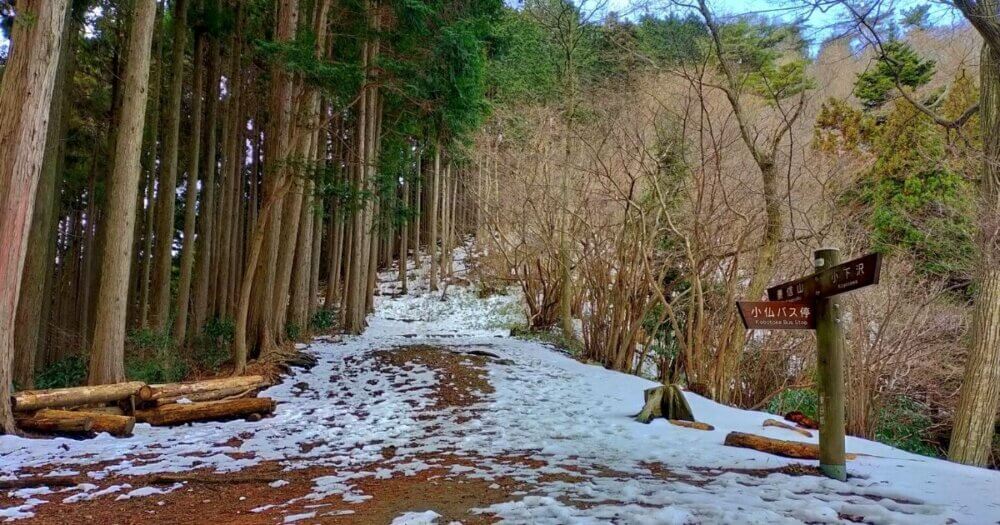雪の残った林道